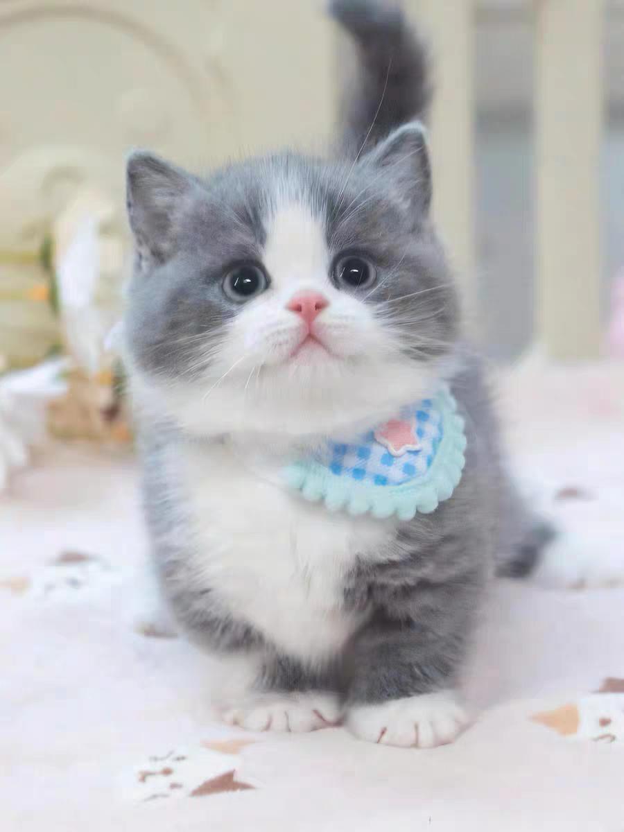 猫舍直销批发价格出售曼基康矮脚猫